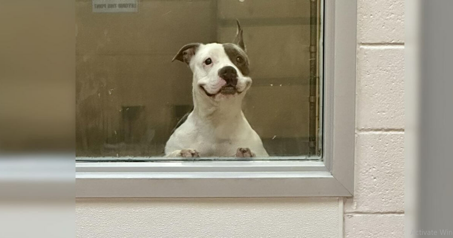 Rescue Dog’s Contagious Smile Captures Hearts As She Searches For Forever Home