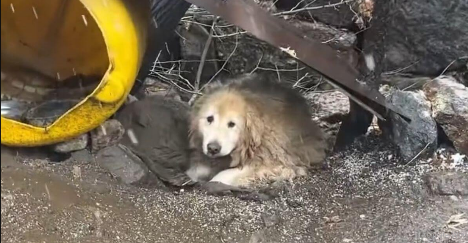 Dog Spends 10 Years Chained Near Cliff, Breaks Down When Rescuers Finally Arrive