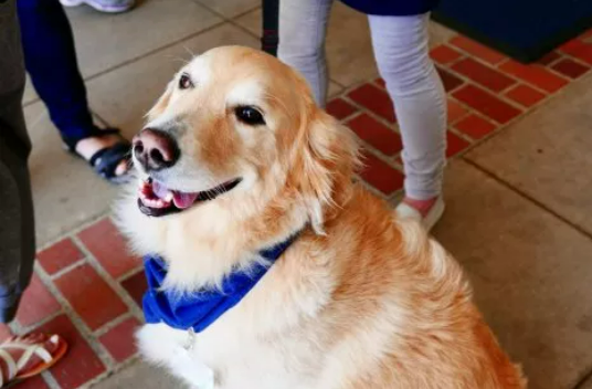 Hearts Melt As Golden Retriever Gets a Ceremony for Graduating Chemotherapy