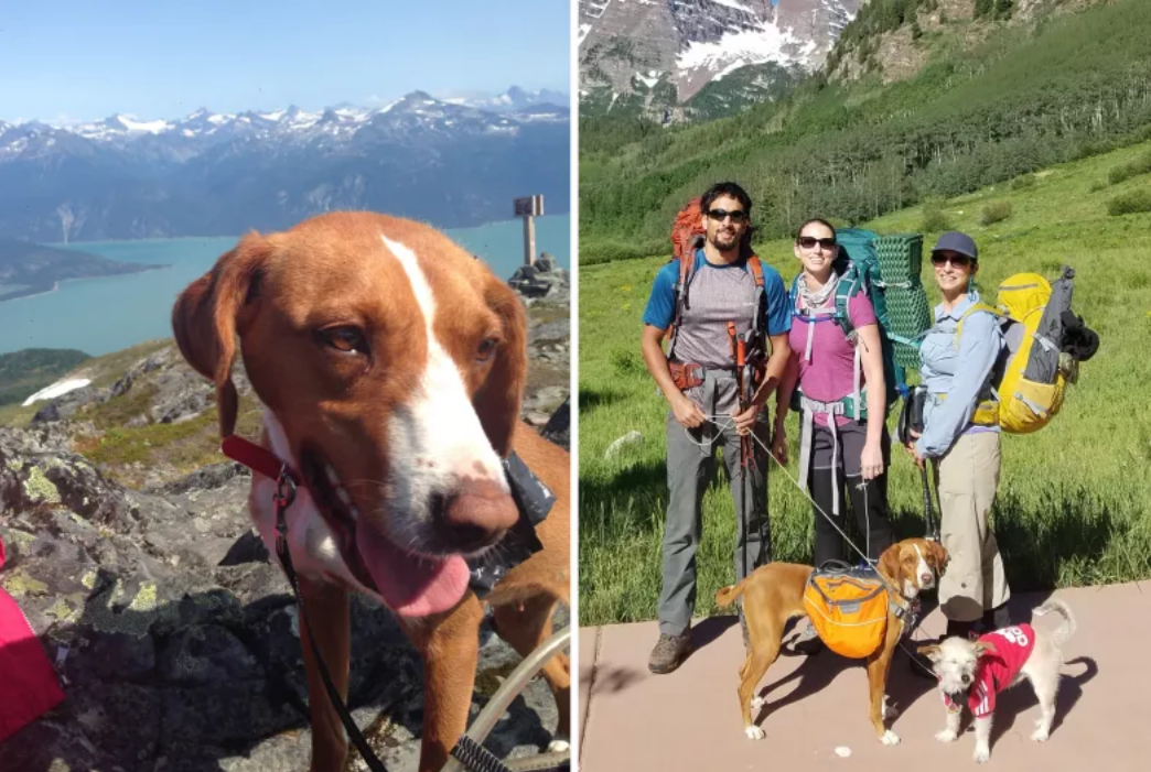 Couple Hiking In Europe Find Starving Dog, Now Lives Best Life In Colorado