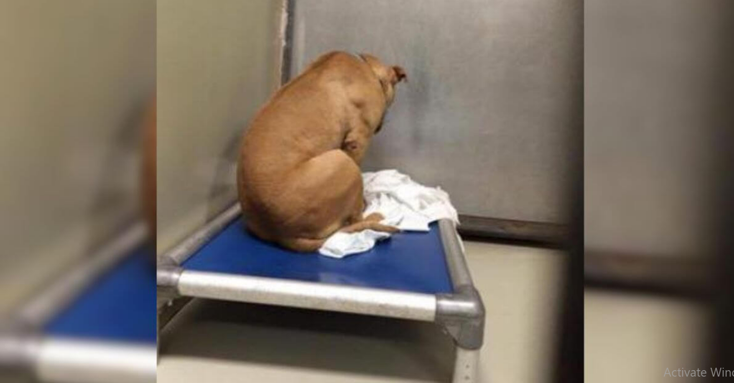 Heartbroken Pittie Returned To Shelter Finds New Hope Thanks To Reporter’s Viral Post