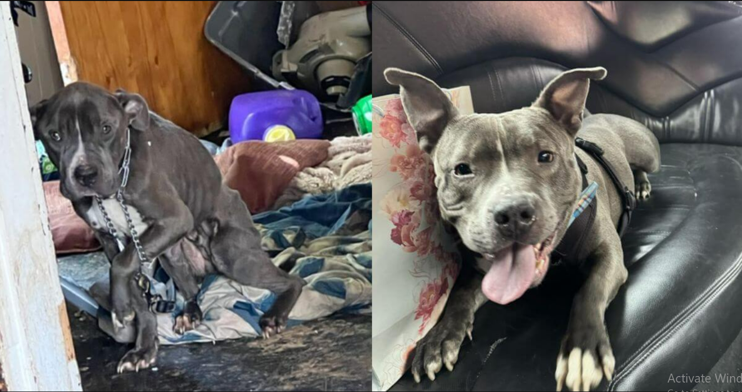 Neglected Dog’s Dream Comes True: Limo Ride To Forever Home After 2 Years In Shelter