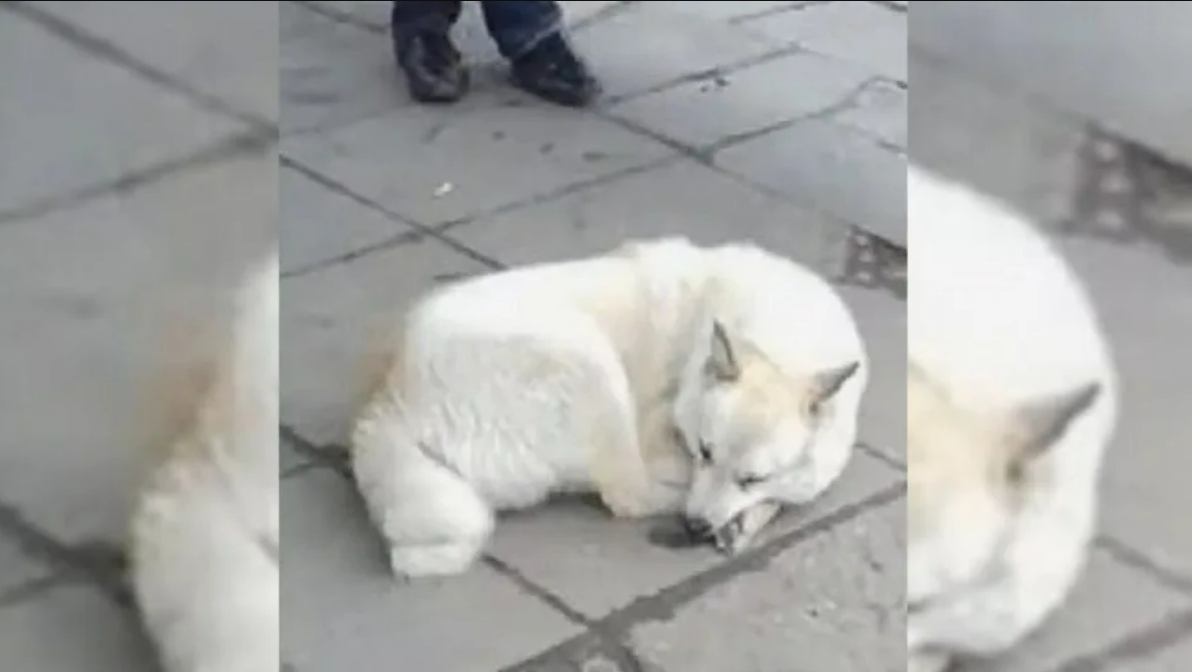 Heartbroken Dog Spends Days On A Bus Station Waiting For His Owners To Return For Him