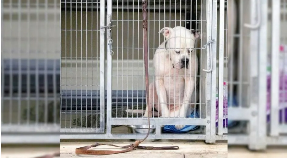 Dog Abandoned By His Family Was So Heartbroken That He Completely Shut Down From The World