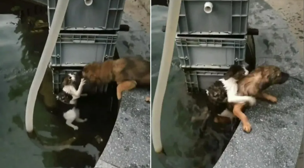 This Heroic Dog Jumped Into The Water To Save A Drowning Cat