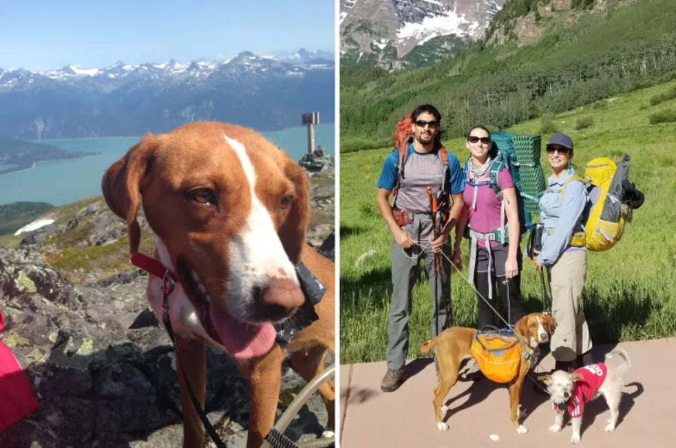 Couple Hiking In Europe Find Starving Dog, Now Lives Best Life In Colorado