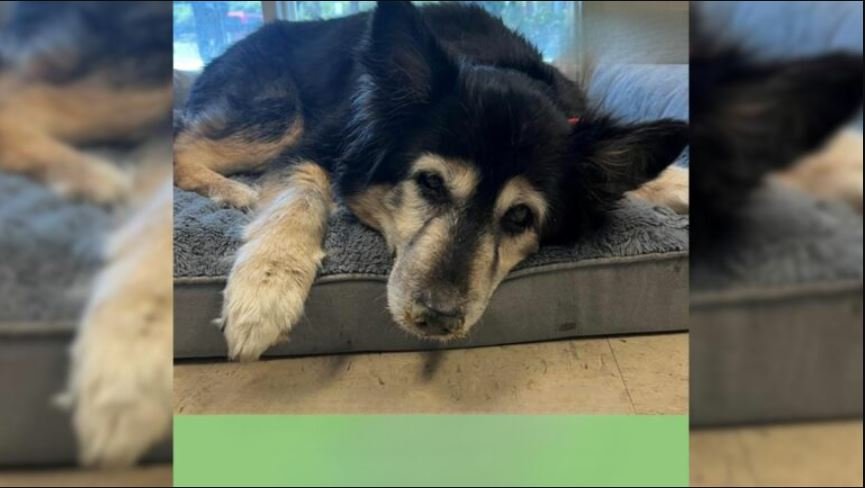 Senior Dog Left At Shelter For ‘Being Boring’, But The Reason Was Far More Serious