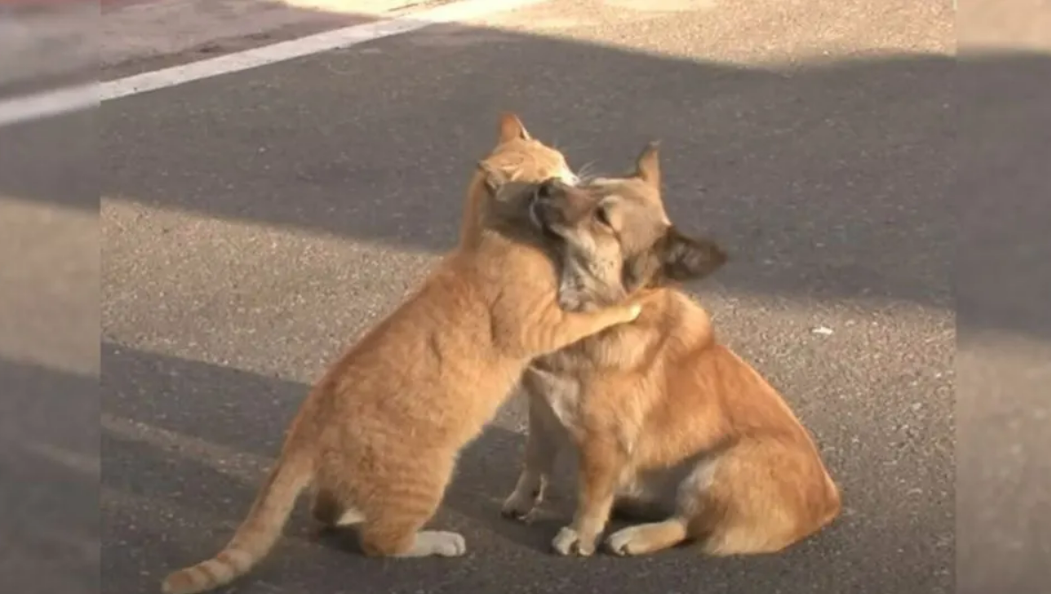 A Stray Cat Consoles An Abandoned Dog While He Desperately Waits For His Owner