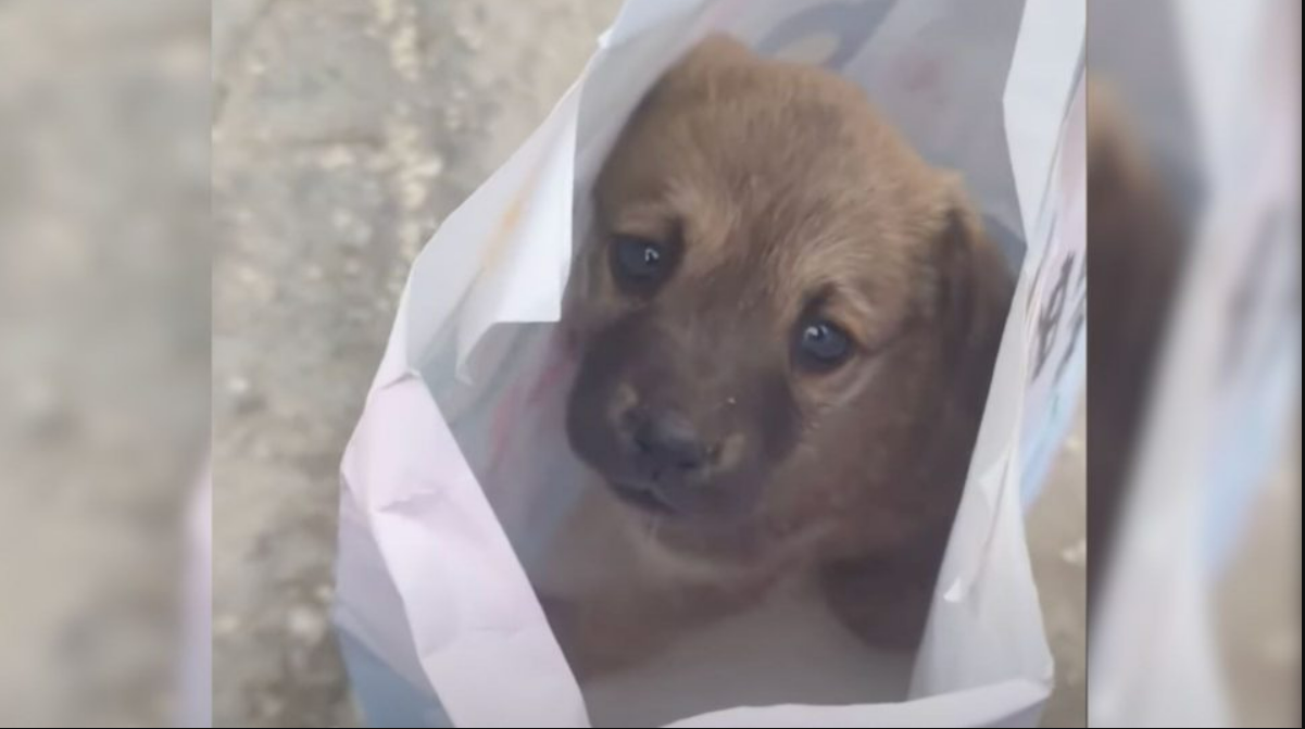 Excavator Operator Saw A Depressed Puppy At His Work And Decided To Change His Life Completely