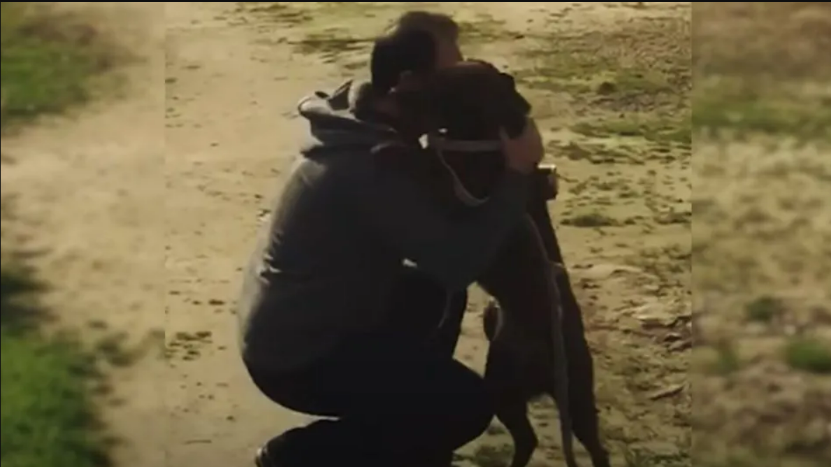 Labrador Lost For 2 Long Years Bursts With Happiness When She Finally Sees Her Dad