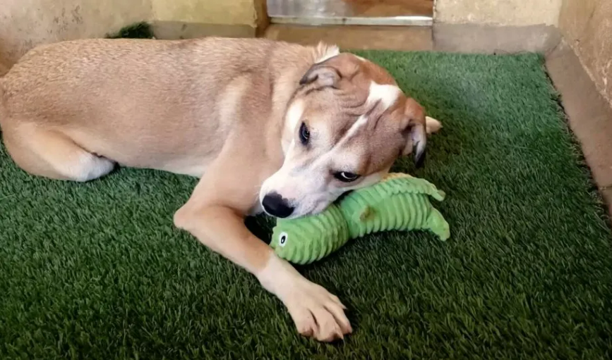 This Man Kept Coming To The Shelter To Help A Scared Pup Learn How To Love Again