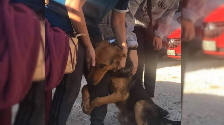 The Desperate Dog Hugged The Passers-By Tightly, Begging Them To Help Her