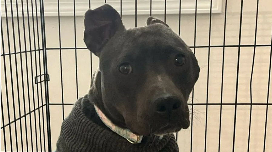 A Woman Gave This Unwanted Black Pit Bull A New Home And Turned Her Life Into A Fairytale