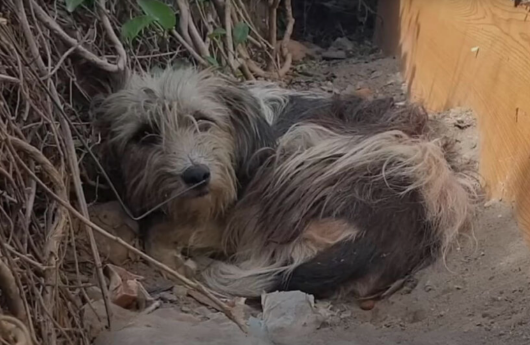 Abandoned Dog Waits On Doorstep For Owners Who Never Returned