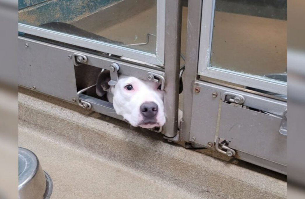 Lonely Shelter Dog Peeks Through Kennel Door As She Watches Her Friends Leave With New Families