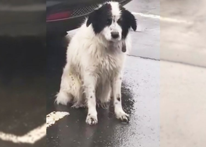 A Loyal Abandoned Pup Spent Hours Waiting In The Pouring Rain, Believing His Owners Would Return For Him