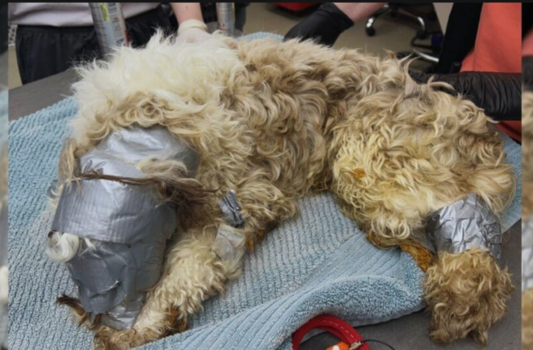 Dog Found In Dumpster With Head Wrapped In Duct Tape, Rescued Just Before Trash Pickup