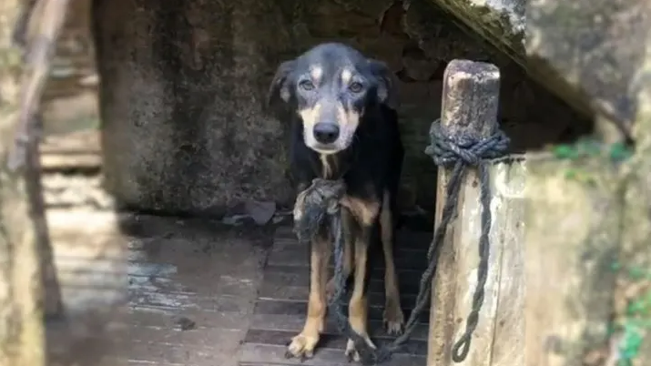 This Poor Dog Was Tied To A Chain For 7 Years Before Finally Being Rescued