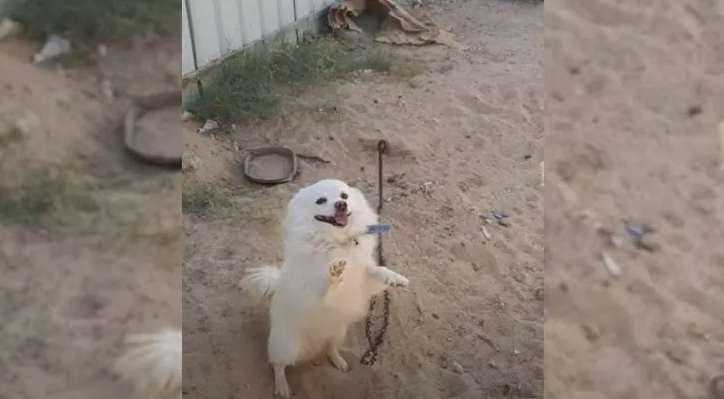 Dog Tied By The Road And Abandoned Raises His Paws And Begs For Help