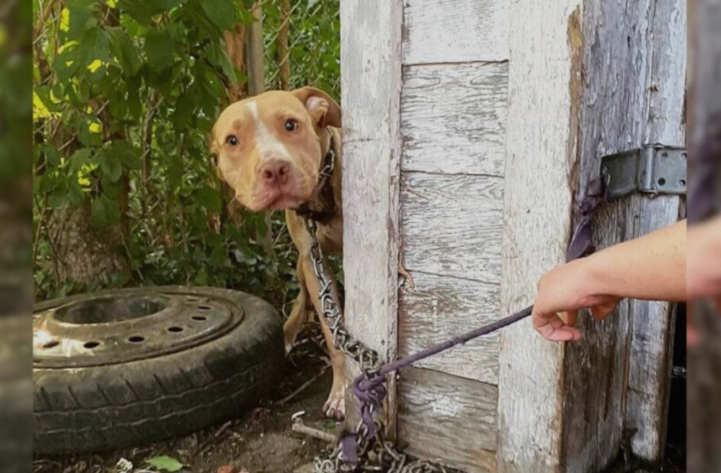 Man Discovers Abandoned Dog Chained To Neighbor’s House, Sparks Incredible Rescue Mission