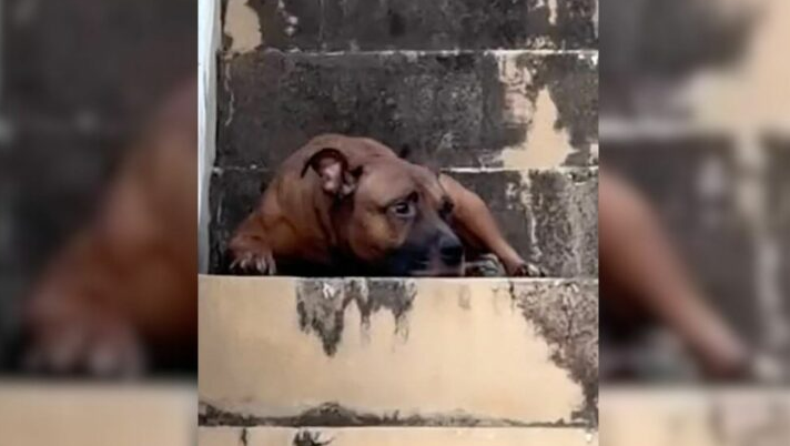 Dog Waits On Steps Of Empty Home After His Owner Passes Away, Unaware That He’s All Alone Now