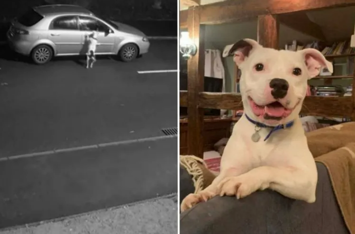 Dog Whose Abandonment Was Caught On Camera Smiles Again In A New Home