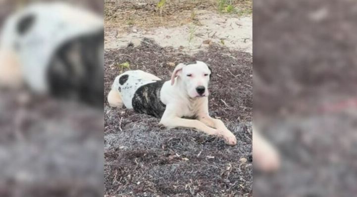 Kind Man Met The Sweetest Stray Dog On The Beach And Realized He Had To Help Her Somehow