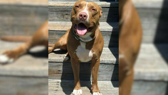 Dog Used For Breeding Is Finally Taken Into A Shelter Where She Met Her New Favorite Person