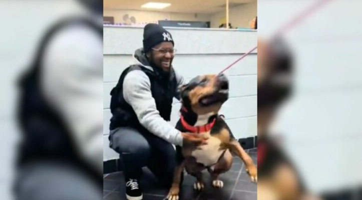 The Pup Who Was Missing For Weeks Couldn’t Contain His Joy When He Got Reunited With His Human