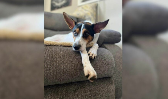 Rescue Dog Couldn’t Contain Excitement When He Got Into The Arms Of His New Family