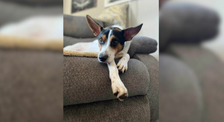 Rescue Dog Couldn’t Contain Excitement When He Got Into The Arms Of His New Family