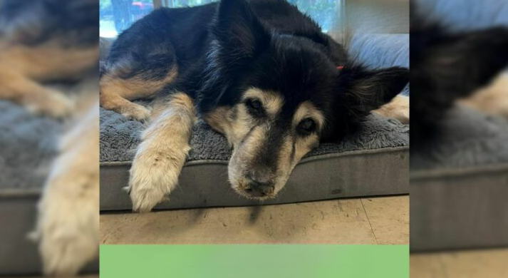 Senior Dog Left At Shelter For ‘Being Boring’, But The Reason Was Far More Serious