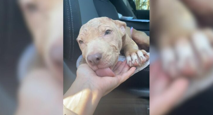 Pittie Suffering From Mange Makes An Amazing Transformation Thanks To Her Amazing Foster Mom