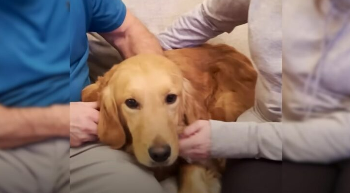 A Neglected Golden Retriever Who Spent 8 Years Locked Up In A Yard Finally Finds True Love