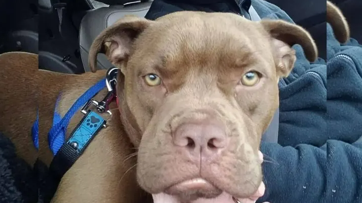 Missing Dog Travels 1,300 Miles To Learn That Her Old Owner Doesn’t Want Her Anymore