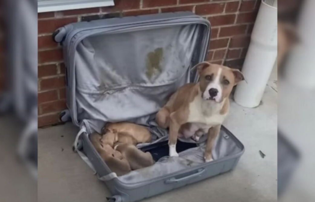 Firefighters Unzip Abandoned Suitcase, Find Mother Dog And Puppies In Need Of Help