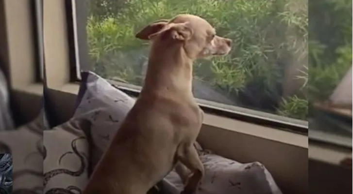 Dog Misses Foster Mom So Much That He Runs Away From His New Home Just To See Her