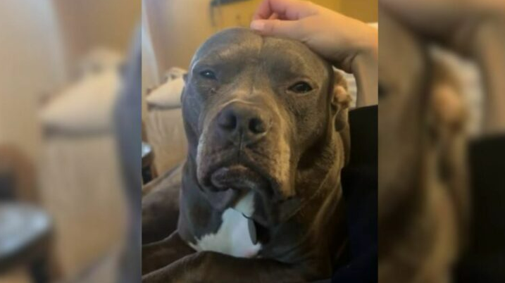 Old-Looking Dog Overlooked At Shelter For Months Because He ‘Looks Mean’ To People