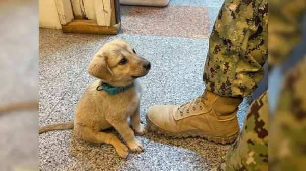 Stray Puppy Enters A Naval Base And Lands Himself The Owner He Always Wished For