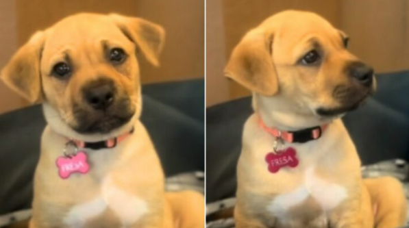 Puppy Saved From Bag With Sister Heartbroken To See Her Leave The Shelter With Her New Family