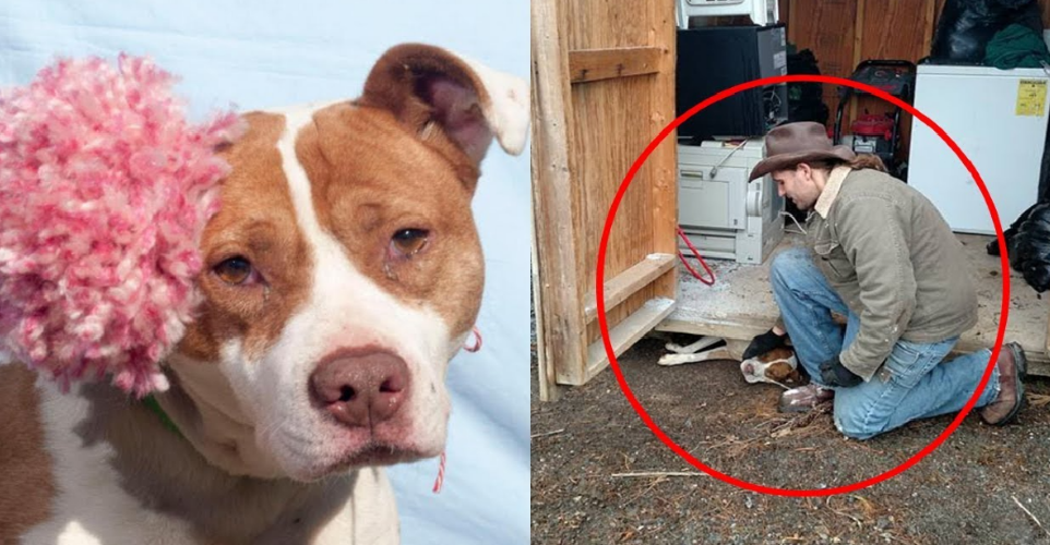 Expectant Dog Trapped Beneath a Barn, Struggles Desperately for Survival.