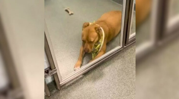 Pittie That Nobody Wanted Spent Over 100 Days At Shelter, Hoping To Be Adopted