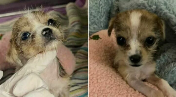 Unresponsive 1-Pound Sick Puppy Brought To Shelter Now Beats All The Odds