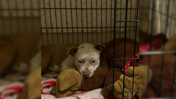 Completely Shut Down Pitbull Sticks To The Back Of Her Crate, Until She Discovers True Love