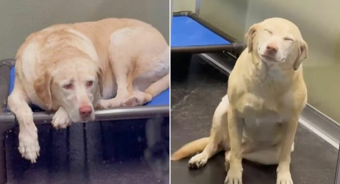 Dog Blossomed When She Heard Her Mom’s Voice Again After A Week In The Boarding Facility