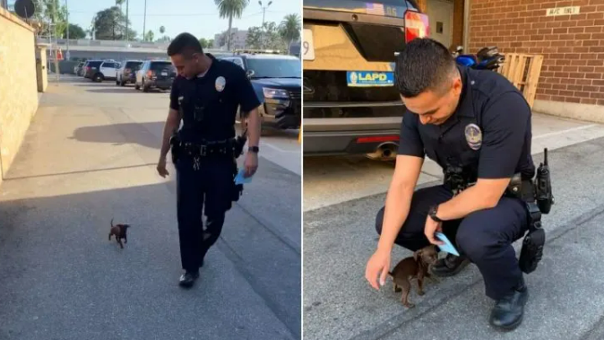 Police Officer Adopts The Tiniest Stray He Found On The Street