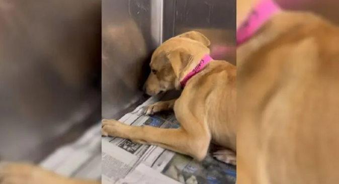 Rescuers Saved A Frightened Dog Who Wouldn’t Stop Shaking Even After Being Taken To The Shelter