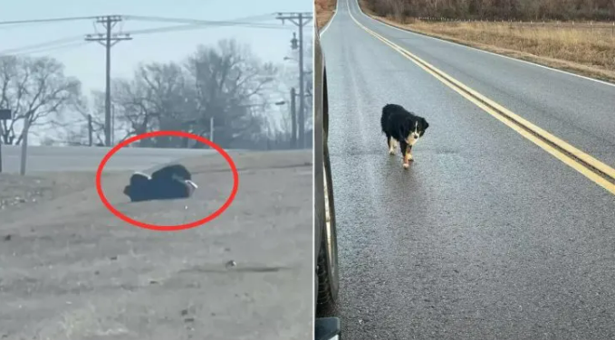 This Stubborn Dog Who Refused To Be Rescued Was Hiding An Adorable Secret