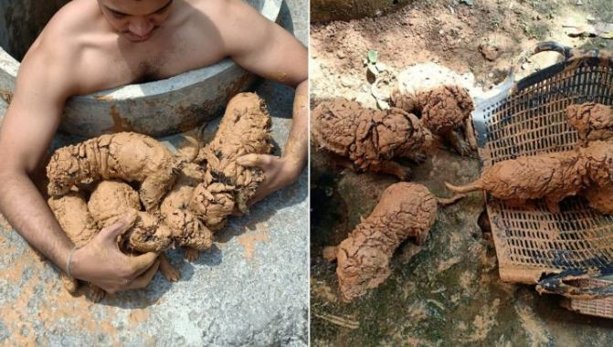 Man Spots 5 ‘Mud Balls’ In A Well, Only To Find They’re The Fluffiest Pups Ever