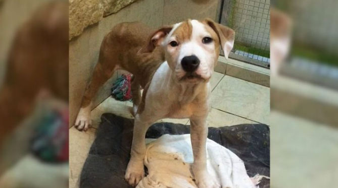 Anxious Dog Who Lived Her Life In A Dirty Cage Finally Learns Freedom Around Her New Humans